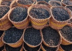 Bioplástico feito de resíduo de açaí