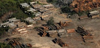 Mercados de luxo da Europa e dos EUA ameaçam levar ipê da Amazônia brasileira à extinção